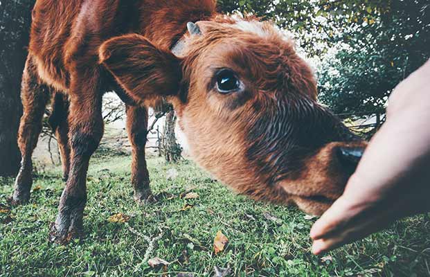 Ein Kalb frisst von der Hand