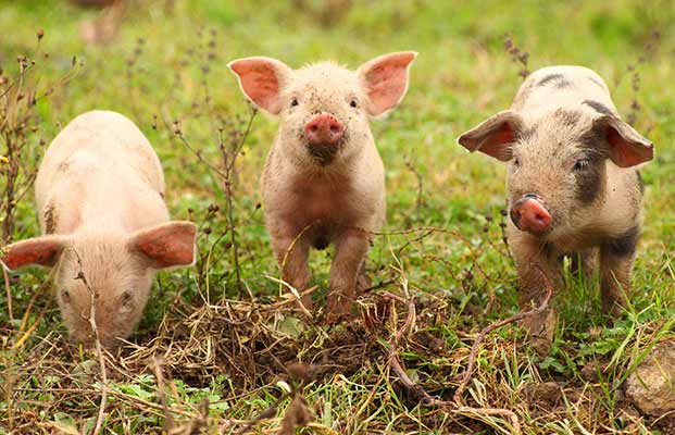 3 Ferkel auf Erkundungstour