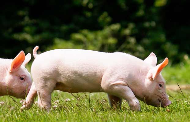 Zwei Ferkel in einer Wiese