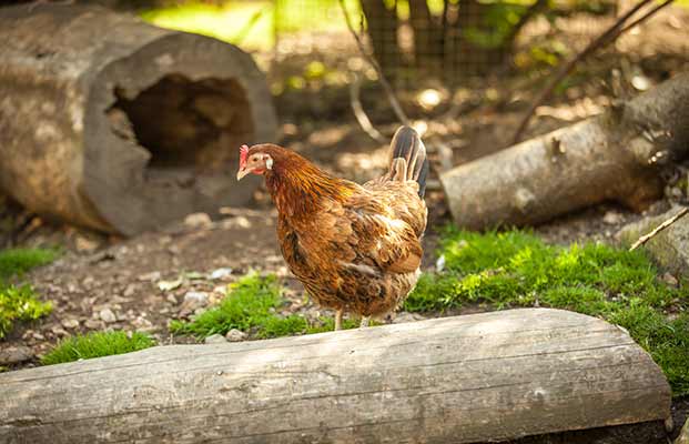 Ein Huhn auf einem Baumstamm