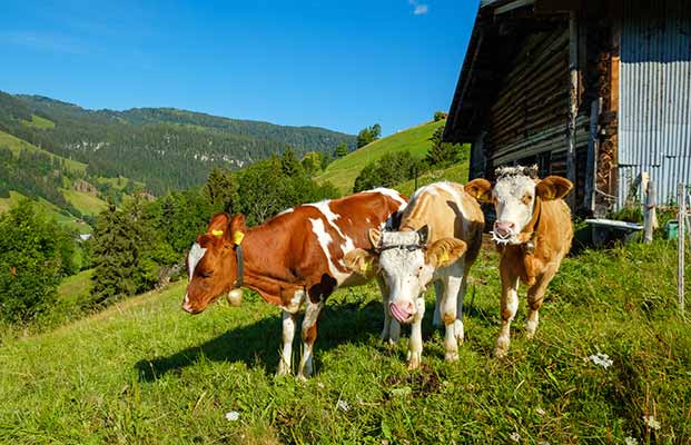 Junge Kühe auf einer Alm