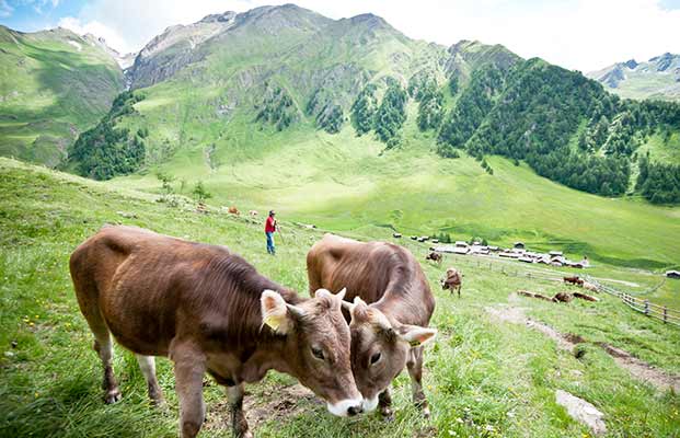 Kühe auf der Alm