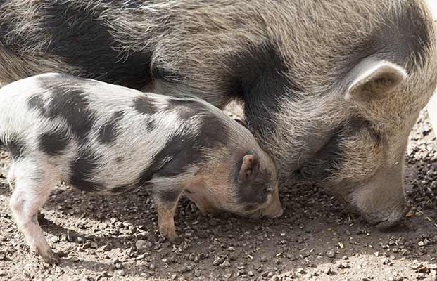 Bauernhofschweine