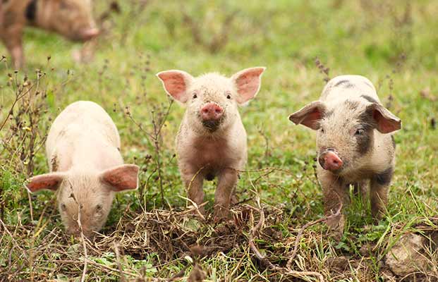 Drei Ferkel auf einer Wiese