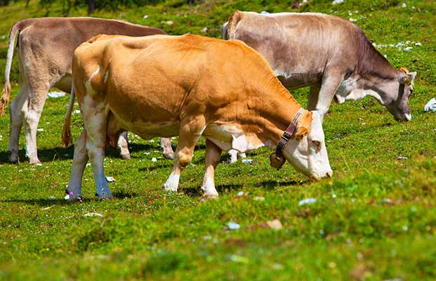 Drei Kühe auf einer Almwiese