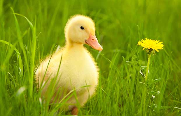 Ein Küken im Gras