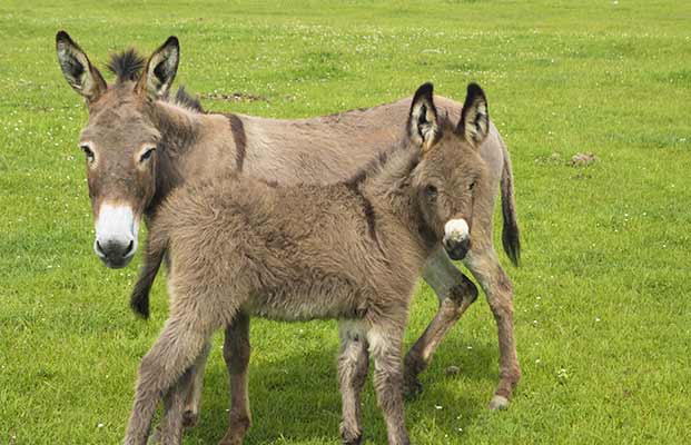 Zwei Esel auf einer Wiese