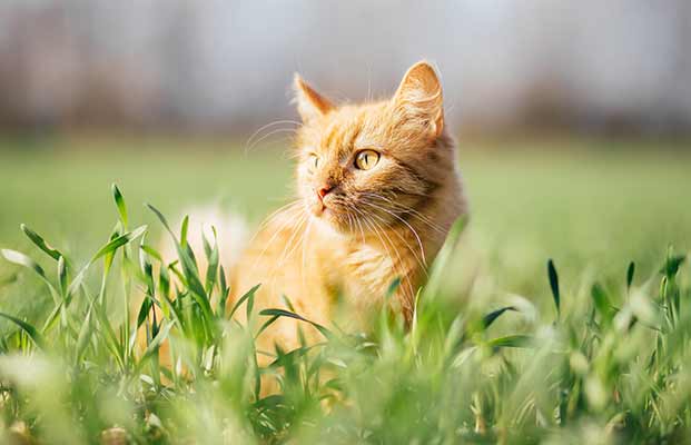 Eine junge Katze in einer Wiese