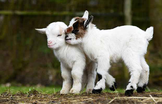 Zwei kleine Ziegen kuscheln 