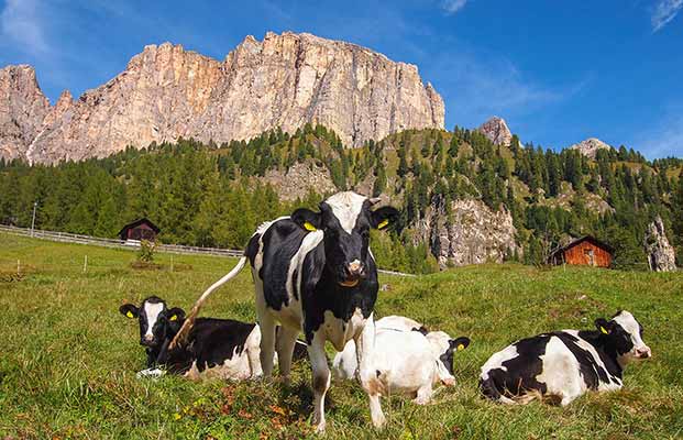 Grödner Joch mit Kühen