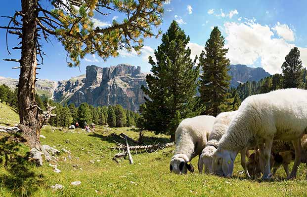 Schafe auf der Alm