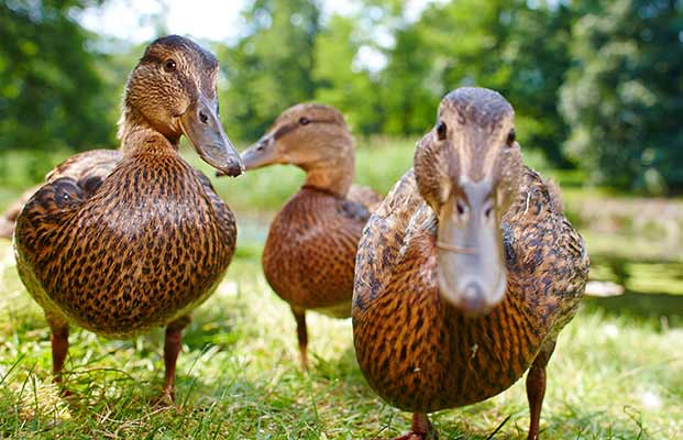 Drei Enten gehen über den Weg