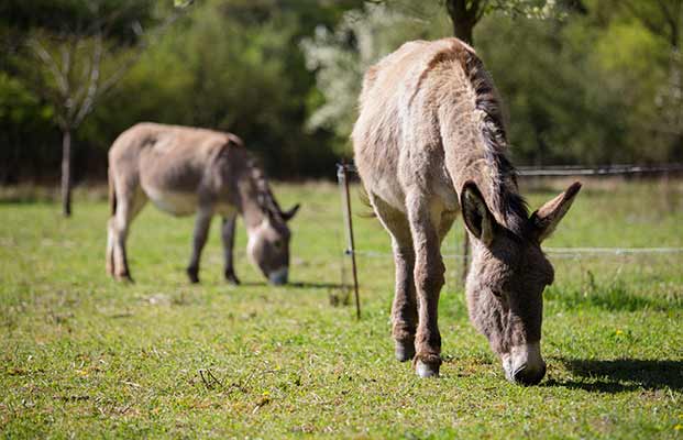 Zwei Esel beim Fressen auf einer Wiese