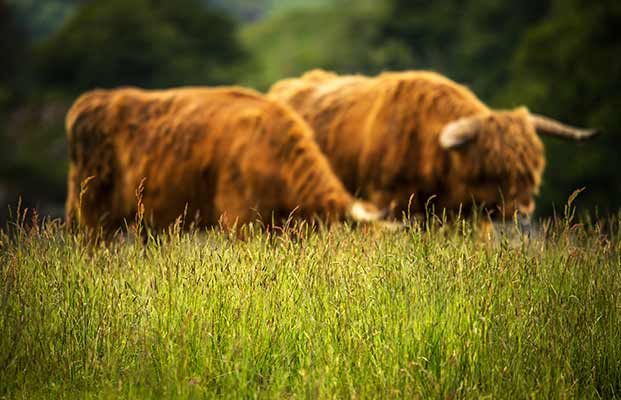 Zwei Hochlandrinder in einer Wiese