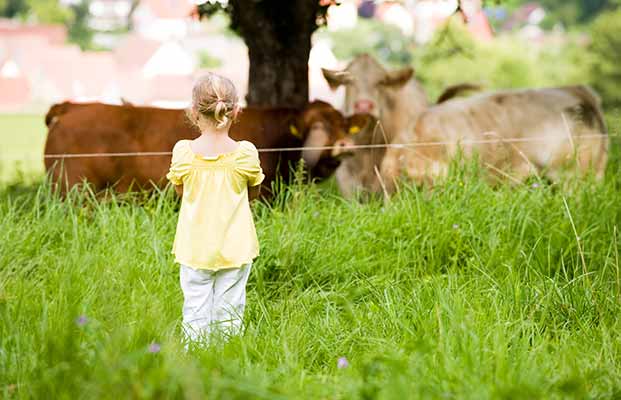 Mädchen bewundert Kühe