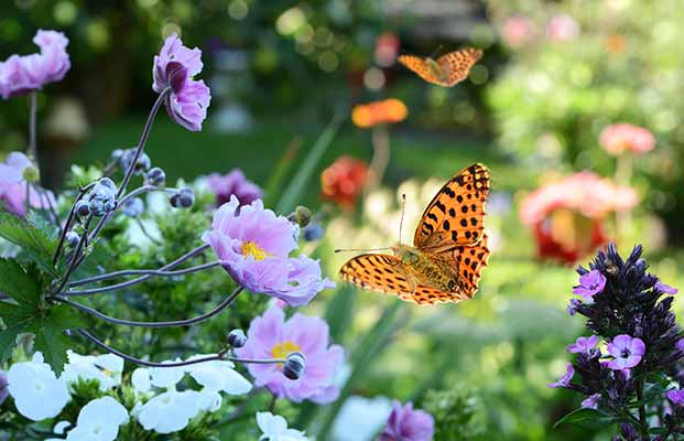 Schmetterling im Garten