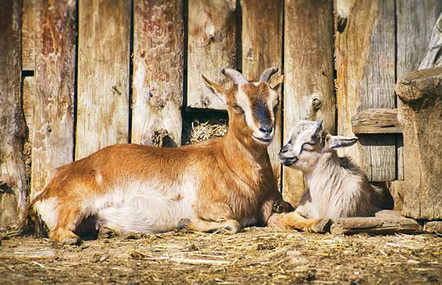 Ziege mit junger Ziege im Stall