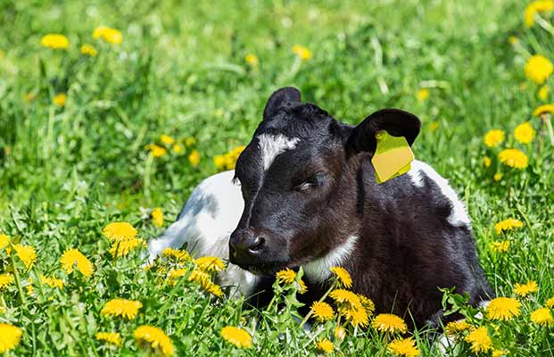 Ein Kalb in einem Feld