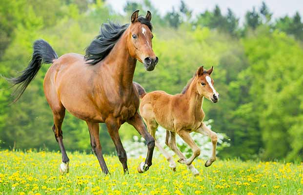 Pferd und Fohlen laufen über eine Wiese