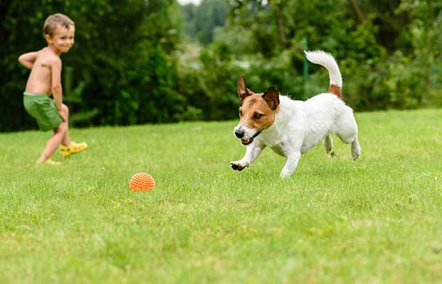 Ein kleiner junge und ein Hund spielt