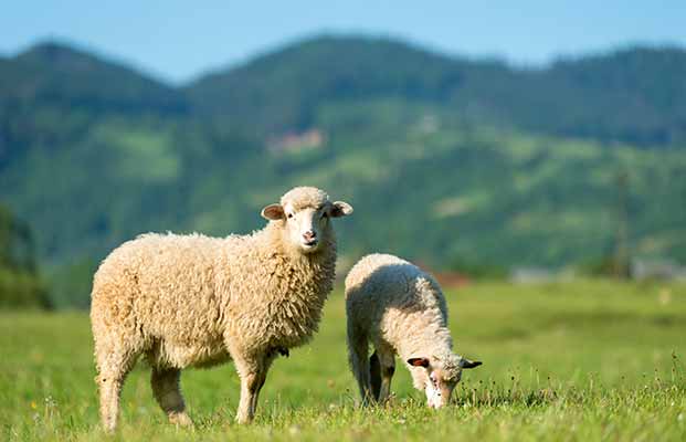 Zwei Schafe auf einer Wiese