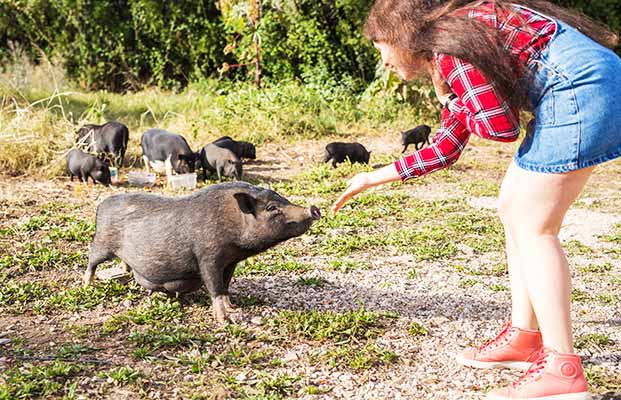 Frau möchte das Schwein berühren