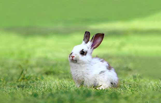 Ein junger Hase auf einer Wiese