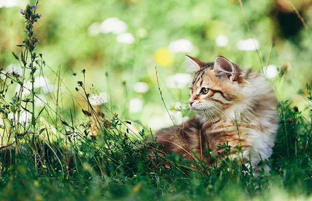 Eine katze im Gras