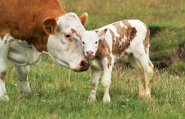 Ein Kalb und eine Kuh auf einer Wiese