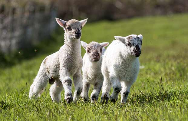 Drei junge Schafe auf einer Wiese