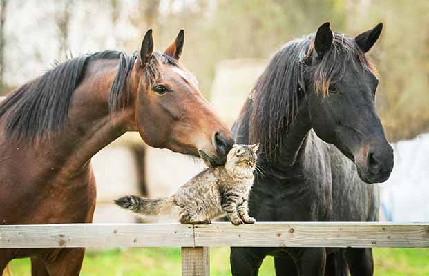 Zwei Pferde und eine Katze