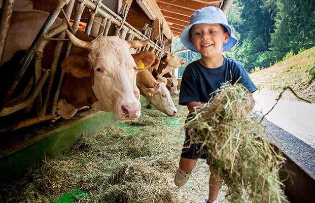 Kind füttert die Kühe