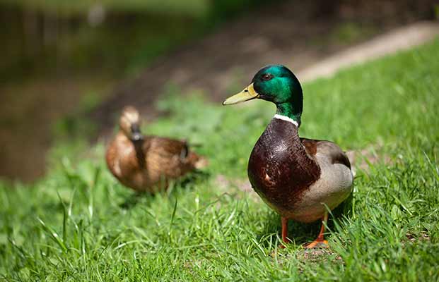 Zwei Enten auf einer Wiese