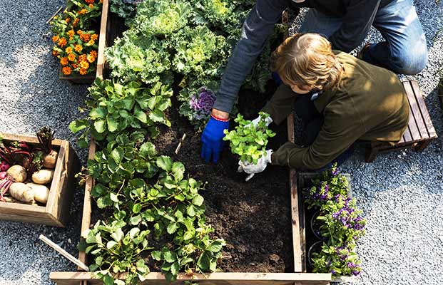 Vater und Sohn betreiben Gartenarbeit