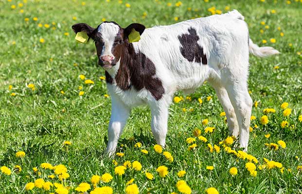 Kalb auf einer Wiese