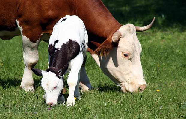 Fressende Kühe auf einer Wiese