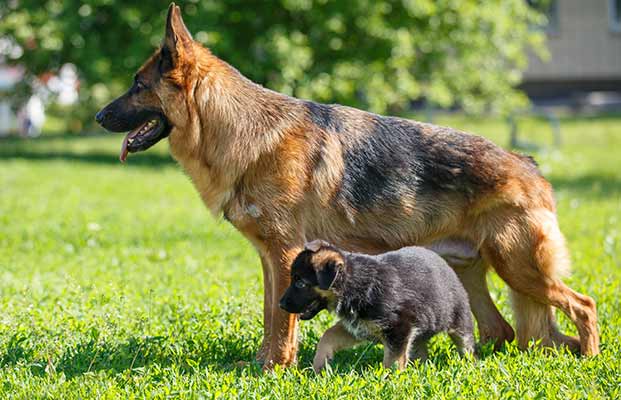 Zwei Schäferhunde auf einer Wiese