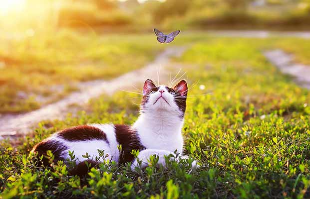 Eine Katze schaut einem Schmetterling nach