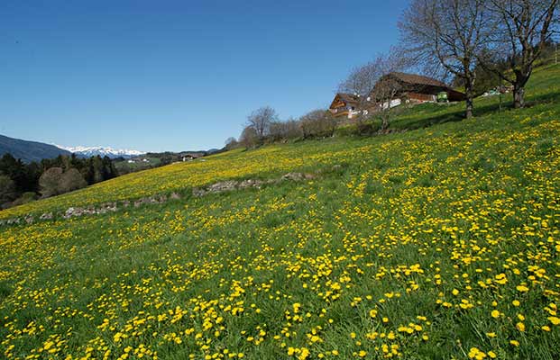 Ferienregion Pfalzen