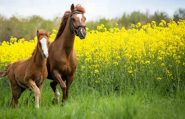 Pferd und Fohlen auf einer Wiese