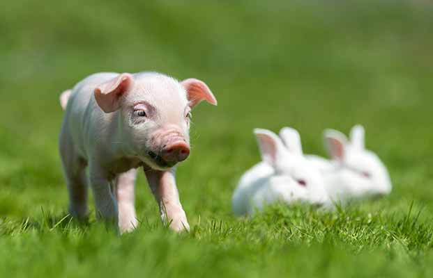 Ferkel und Hasen auf einer Wiese