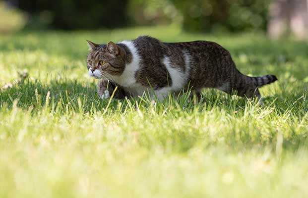 Eine Katze auf Nahrungssuche