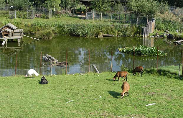 Tiere in Reischach