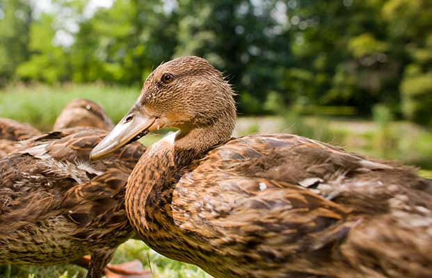 Enten auf einer Wiese