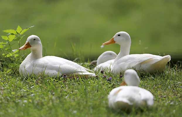 Enten auf einer Wiese