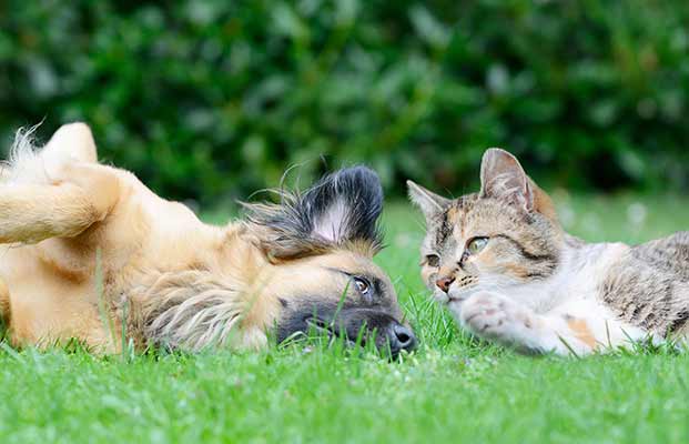 Katze und Hund im Garten
