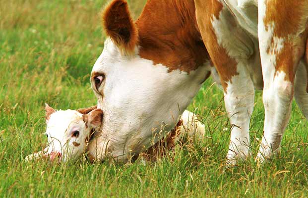 Kalb und Kuh auf einer Wiese