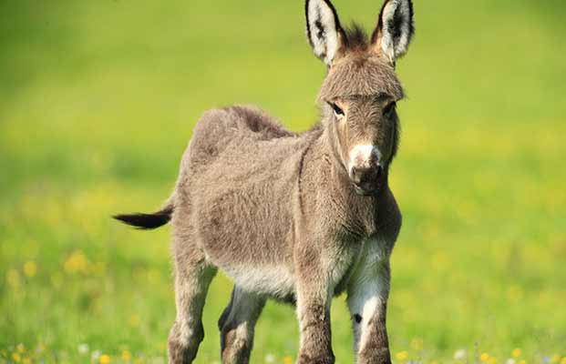 Esel auf einer Wiese