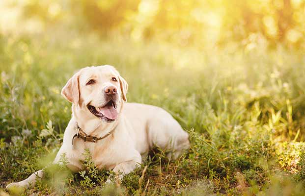 Hund auf einer Wiese