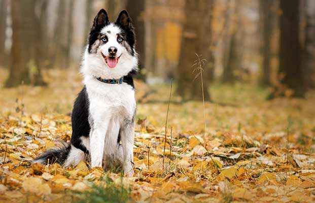 Hund sitzt im Wald